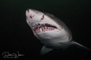 "My BEST side!!"  This gorgeous female sand tiger shark c... by Debbie Wallace 